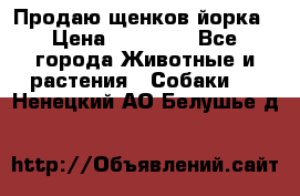 Продаю щенков йорка › Цена ­ 10 000 - Все города Животные и растения » Собаки   . Ненецкий АО,Белушье д.